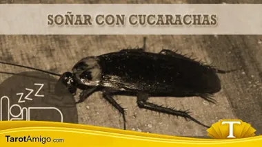 cucarachas