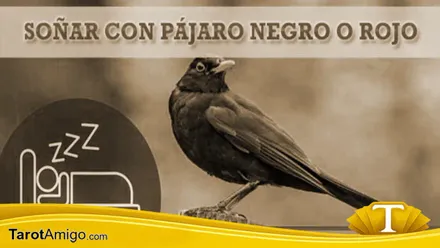 Pájaros