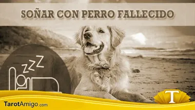 Perro