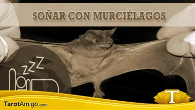 Murciélagos