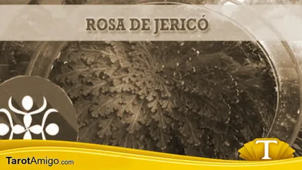Rosa de Jericó