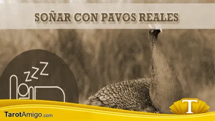 Pavo Real