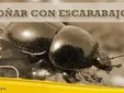 Soñar con Escarabajos
