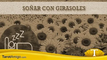 Girasoles en el campo