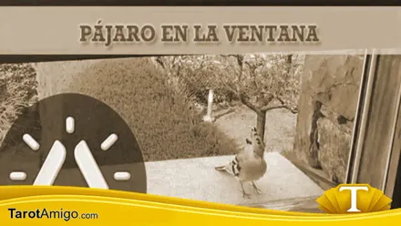 Pájaro en la ventana