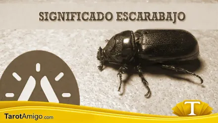 Escarabajos