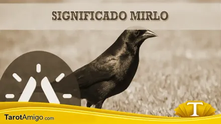 Mirlo negro