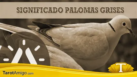 Palomas