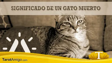 Gato muerto