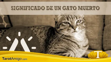 Gato muerto