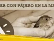 Soñar con Pájaro en la Mano