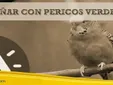 Qué Significa Soñar con Pericos Verdes