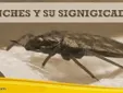 El verdadero significado espiritual de las chinches y por qué aparecen en tu hogar