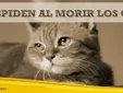 ¿Tienen los gatos una conexión espiritual que les permite despedirse al morir?