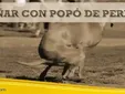Soñar con popó de perro: el sorprendente significado que no esperabas